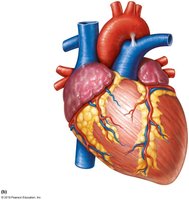 Anterior view of the heart with major vessels