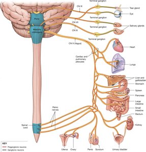 Parasympathetic division pathways and targets