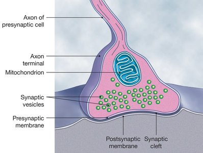 Structure of a chemical synapse