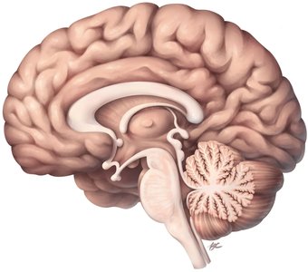 Sagittal section of the brain showing major regions
