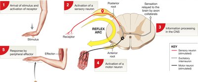 Diagram of a reflex arc