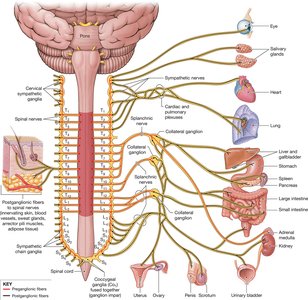 Sympathetic division pathways and targets