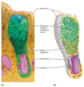 Goblet cell (unicellular exocrine gland).