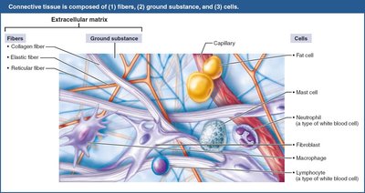 Areolar connective tissue: a prototype connective tissue.