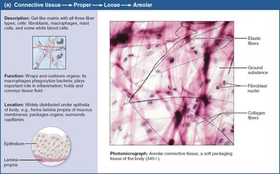 Areolar connective tissue.