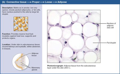 Adipose connective tissue.