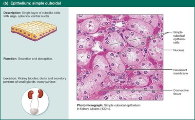 Simple cuboidal epithelium in kidney tubules.