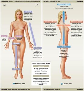 Directional terms: proximal, distal, superficial, deep