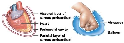Serous membranes: parietal layer and serous fluid