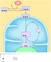 Diagram of aerobic ATP production pathways