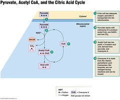 Pyruvate, Acetyl CoA, and the Citric Acid Cycle