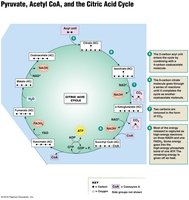 Citric Acid Cycle diagram