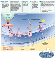 Electron Transport System diagram