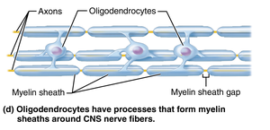 Oligodendrocytes forming myelin sheaths in CNS