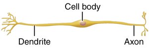 Bipolar neuron structure