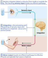 Diagram of sensory input, integration, and motor output