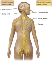Diagram showing CNS and PNS in the human body