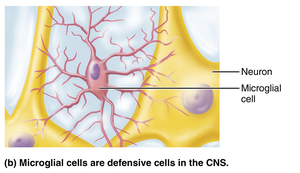 Microglial cell as a defensive cell in the CNS