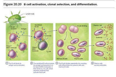 B cell activation, clonal selection, and differentiation