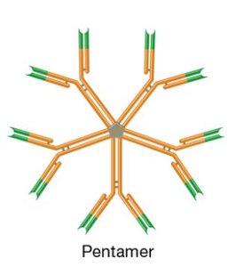 Antibody pentamer structure