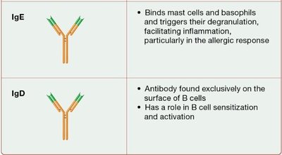 IgE and IgD antibody classes and functions