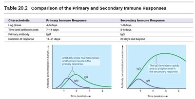 Comparison of primary and secondary immune responses