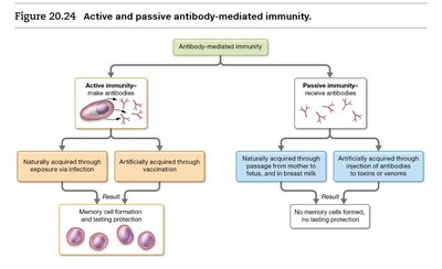 Active and passive antibody-mediated immunity