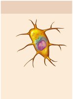 Osteoblast cell illustration