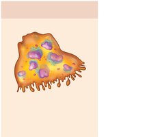 Osteoclast cell illustration