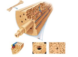 Osteon structure in compact bone