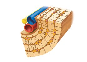 Diagram showing lacunae, canaliculi, and osteocytes