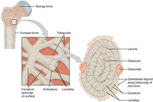 Structure of spongy bone with trabeculae and osteocytes
