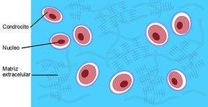 Diagram of chondrocytes in lacunae within extracellular matrix