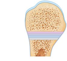 Zones of the epiphyseal plate