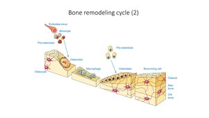 Bone remodeling cycle