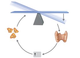 Calcium homeostasis feedback loop