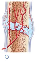 Fibrocartilaginous callus formation in bone repair