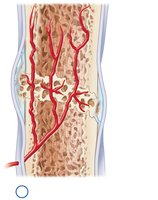 Bony callus formation in bone repair