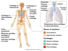 Locations and types of cartilage in the human body