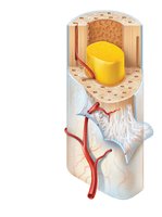 Diagram showing endosteum and yellow bone marrow