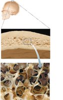 Structure of flat bone showing diploë and compact bone