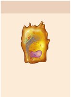 Osteoprogenitor cell illustration