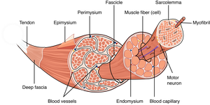 Diagram of skeletal muscle structure showing connective tissue layers and fascicles