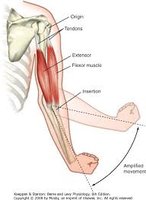 Diagram of arm muscles showing origin, insertion, and movement