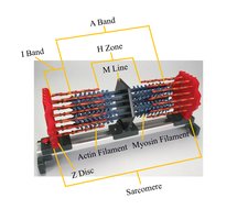 Sarcomere structure with labeled bands and filaments