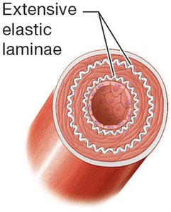 Elastic artery with extensive elastic laminae