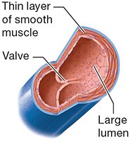 Vein with large lumen and valve