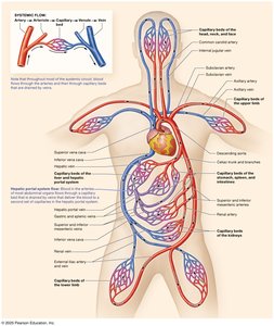 Diagram of systemic blood flow through arteries, capillaries, and veins