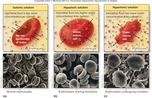 Tonicity and cell volume changes