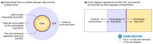 Diagram of ECF and ICF compartments